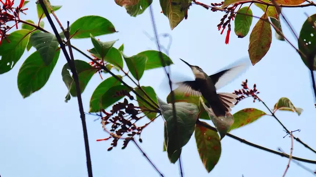 A green hummingbird in Belize hovers amongst leaves and red berries in a tree.