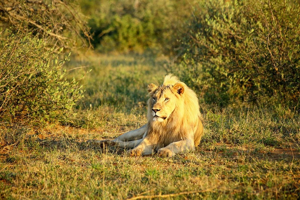 A lion lying on the grass in Kruger National Park, South Africa