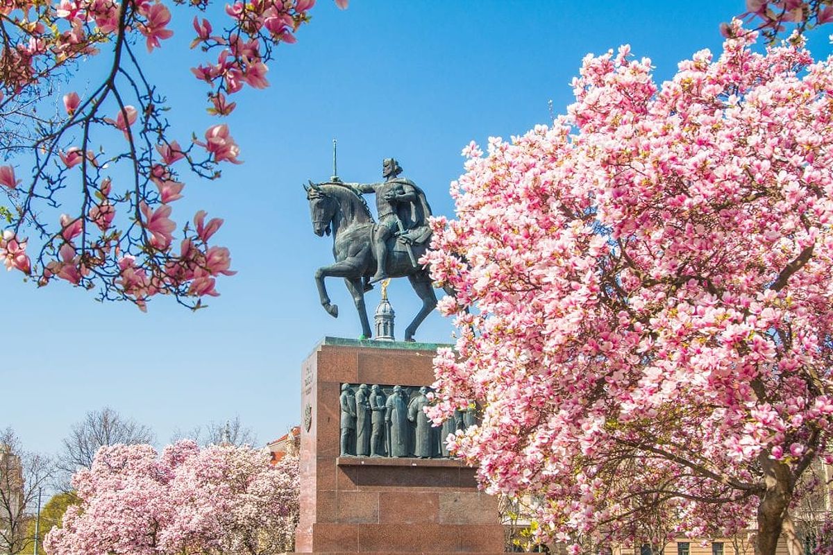 A statue of a man on a horse in Zagreb, surrounded by bright pink blossoms