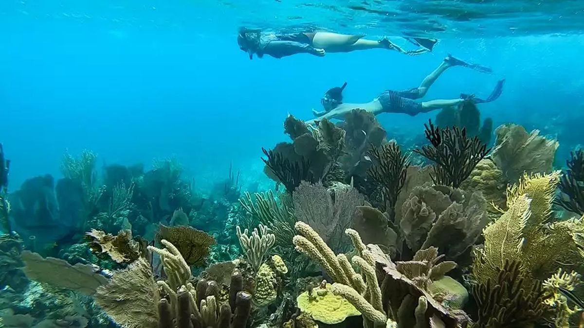 An underwater photo of two snorkelers swimming in crystal clear blue water of Belize over colorful yellow coral.