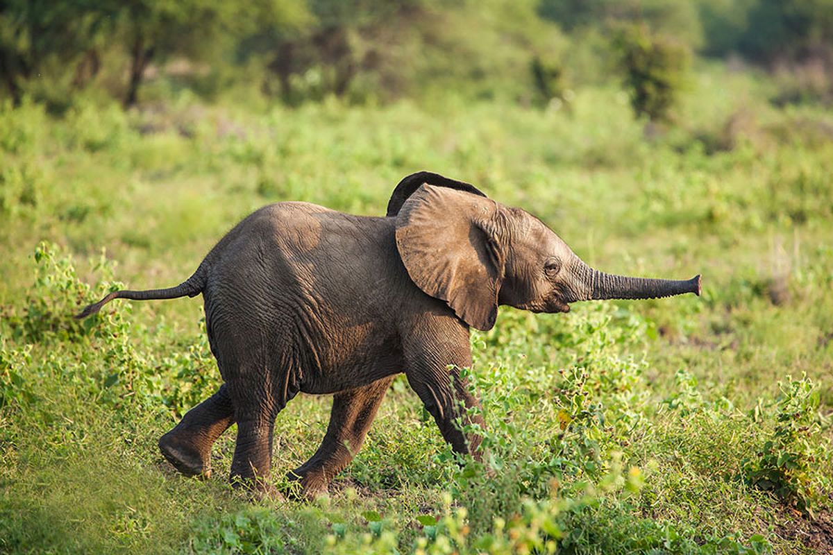 Baby Elephant on Safari - When to Go to South Africa