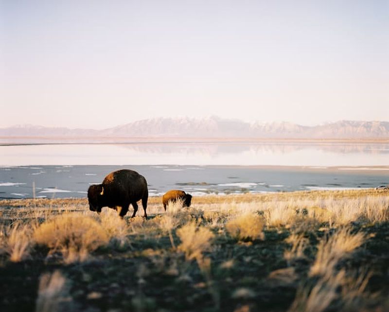 Bison in Antelope Island State Park