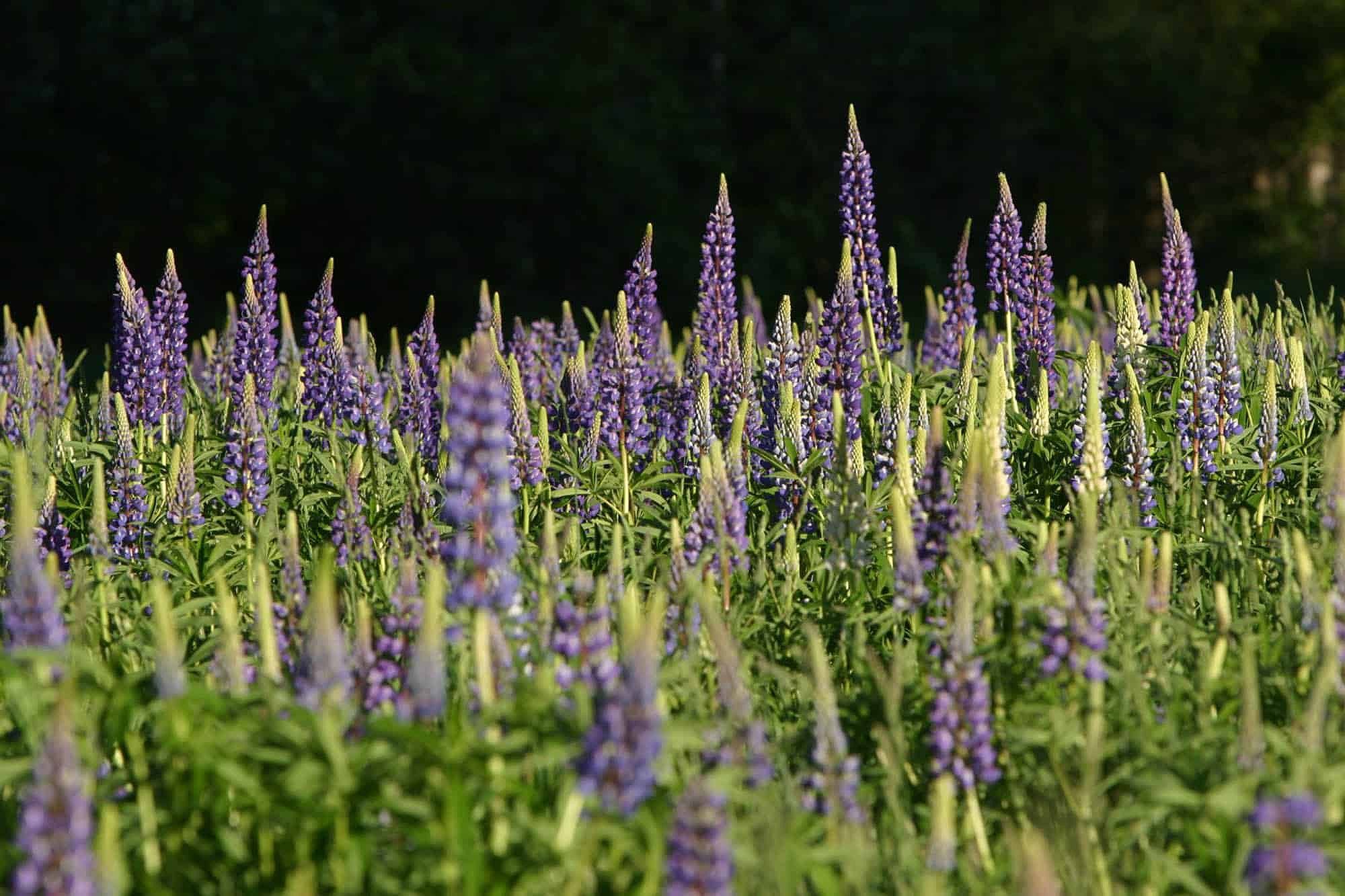 Field of purple lupine wildflowers in Maine