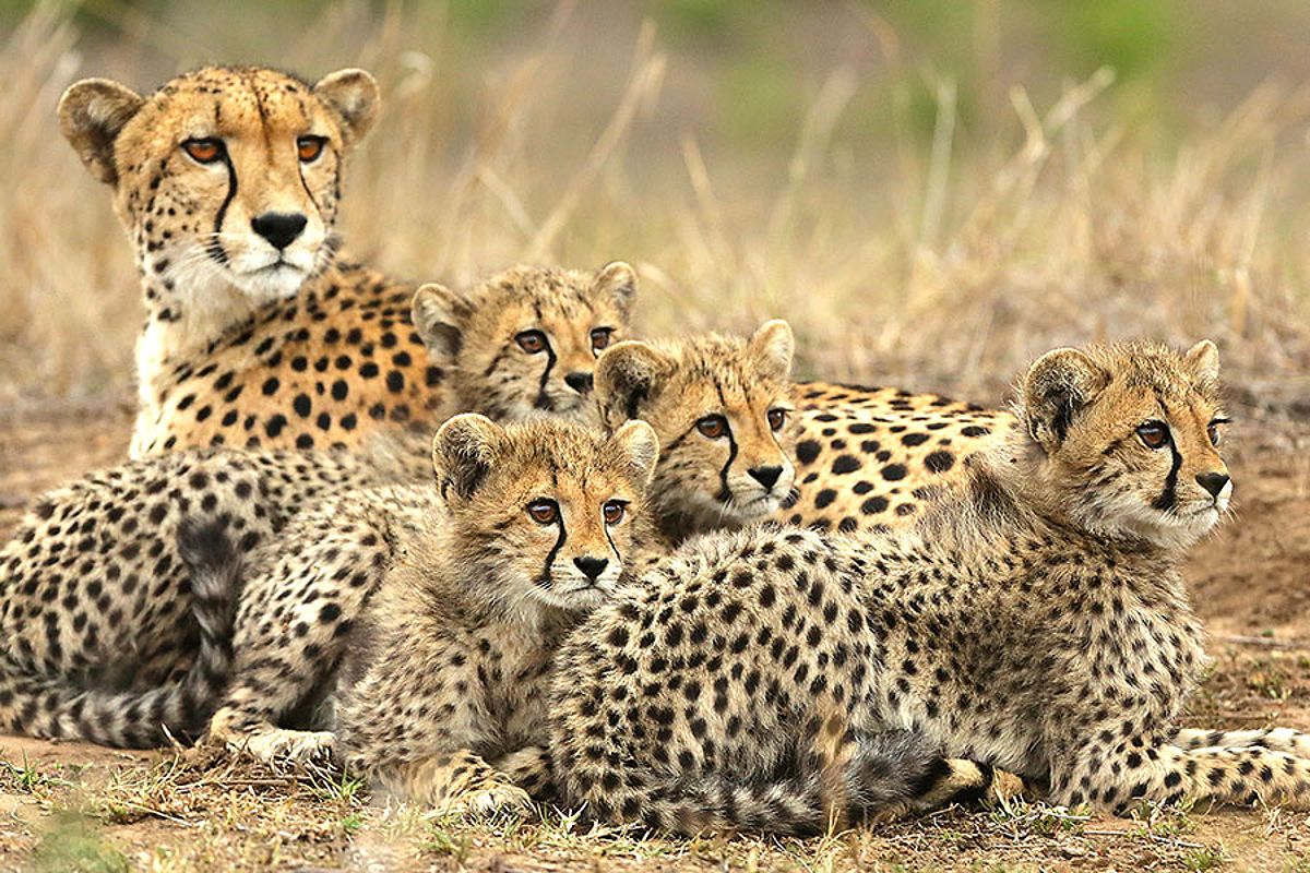 Mother and Baby Cheetahs on Safari