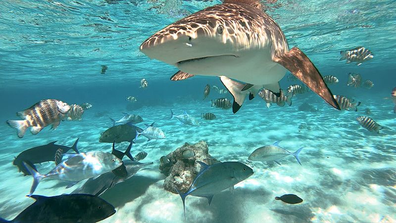 Snorkeling in Bora Bora in clear turquoise water with black tip sharks and lots of fish