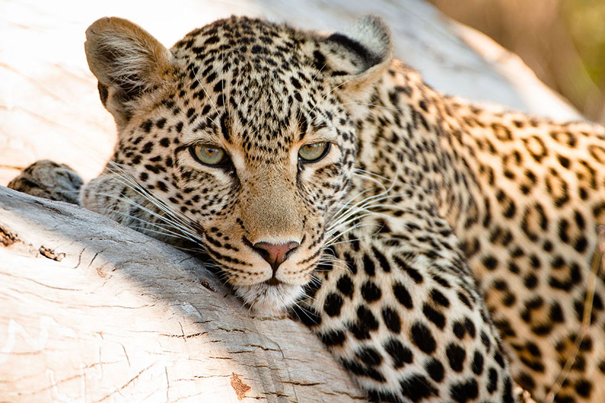 The Best Time To Travel To South Africa For Wildlife Viewing: A Comprehensive Guide