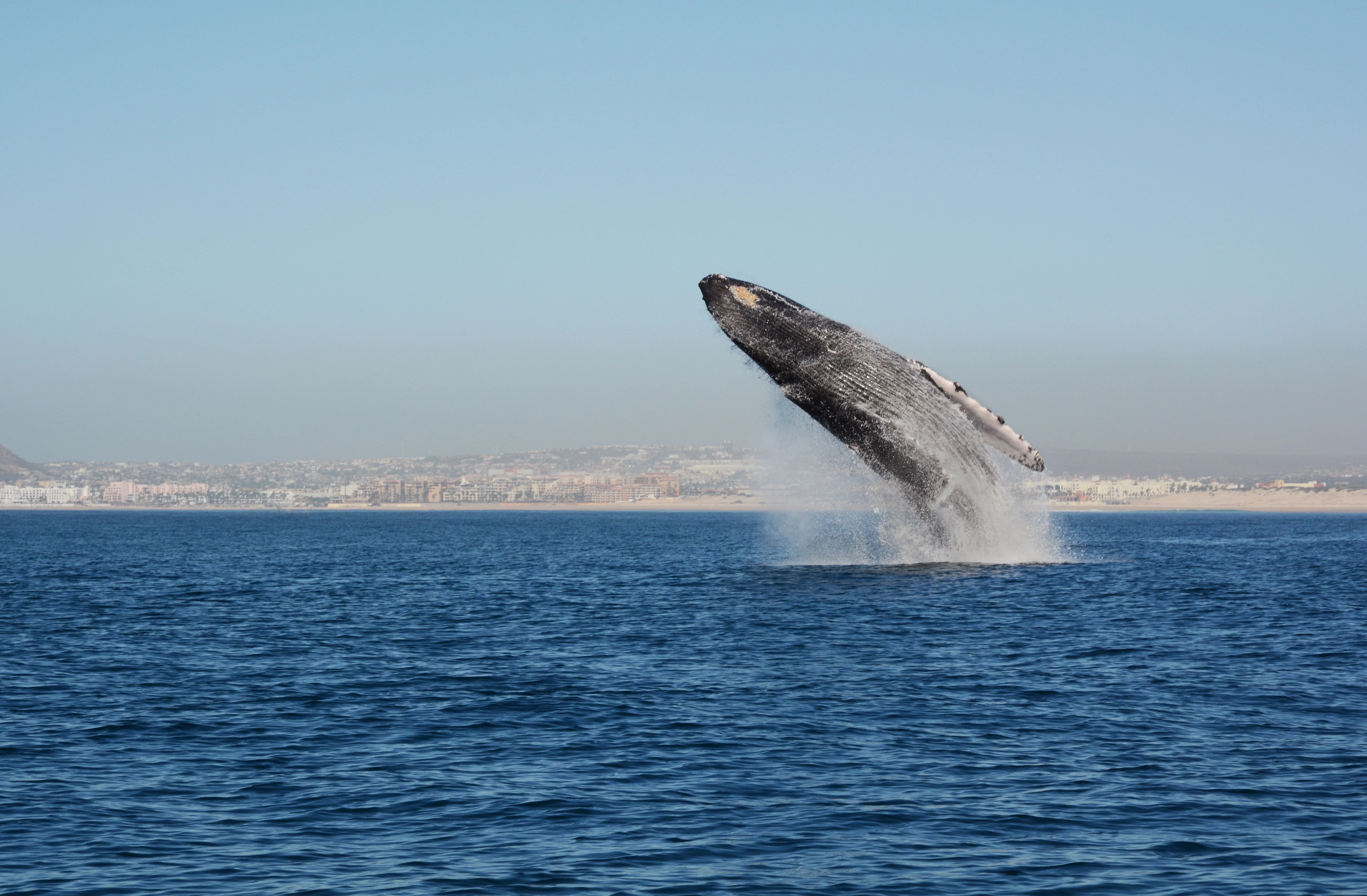 Whale jumping