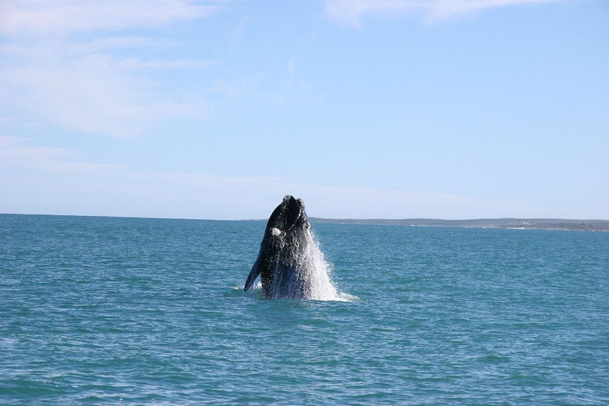 Whale watching off the coast of South Africa