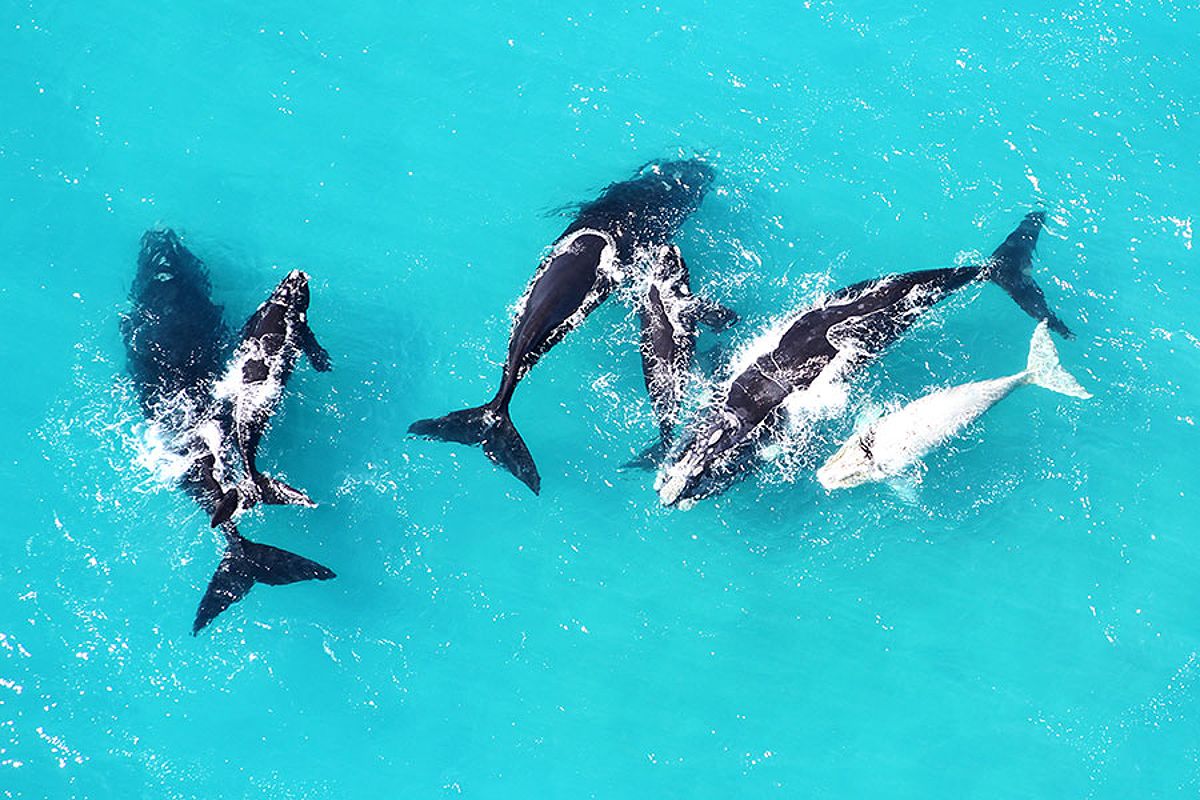 Whales on the South African Coast in July