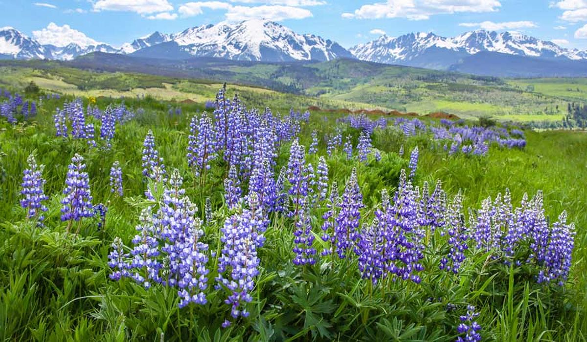 Wildflowers blooming in a green field